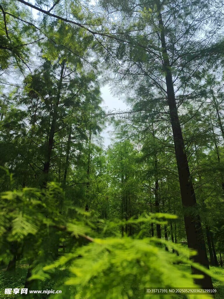 翠绿森林中的繁茂植被