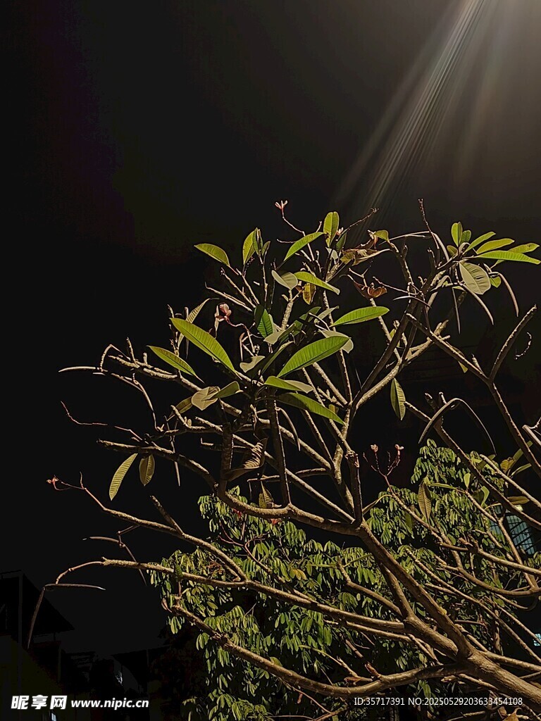 夜下绿植受光束照耀