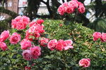 月季花