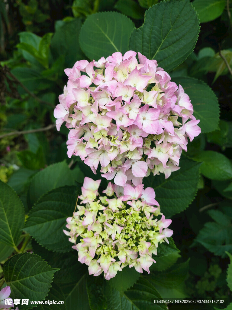 粉色绣球花绽放绿叶间