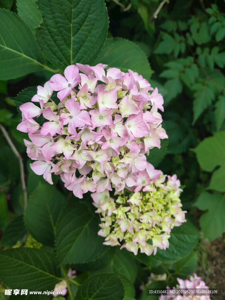 粉色绣球花绽放于绿叶间