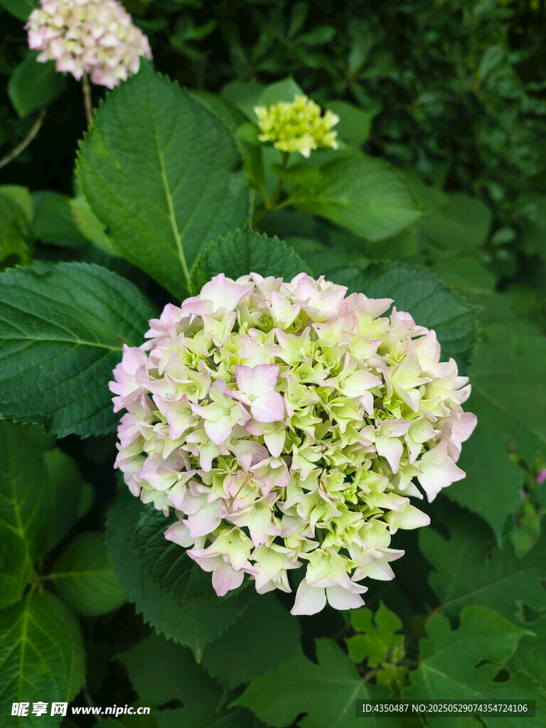 绣球花绽放的美丽瞬间