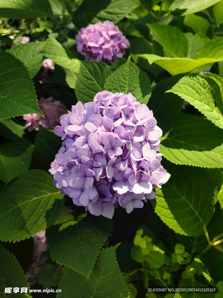 紫色绣球花绽放绿叶间