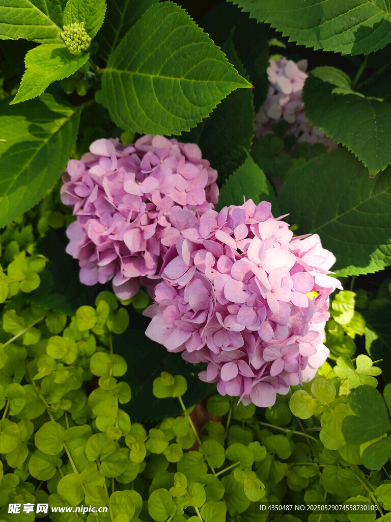 粉绣球花绽放绿叶间