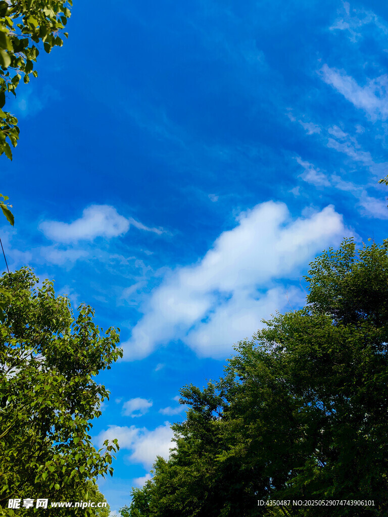 蓝天绿树间的清新景致