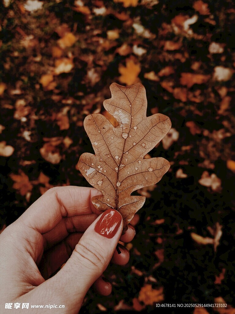 手捧秋叶的秋日浪漫瞬间