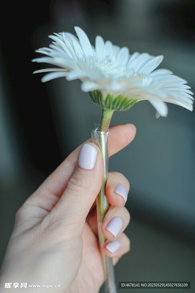手捧素雅白雏菊