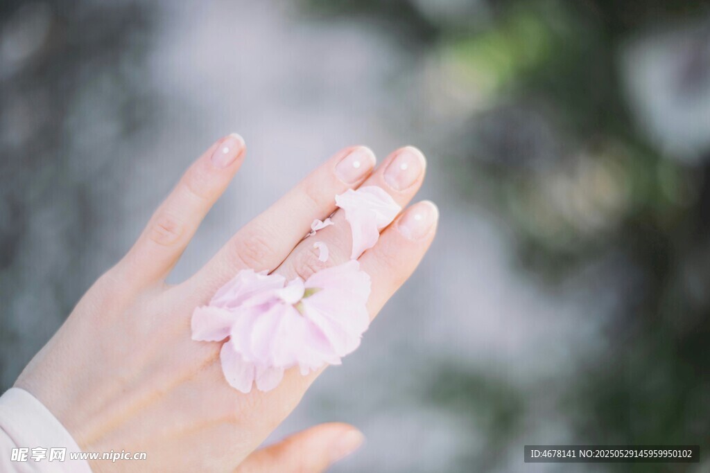 手捧娇美樱花花瓣