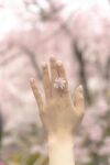 手触烂漫樱花