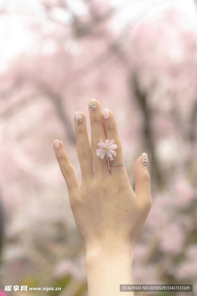 手触烂漫樱花