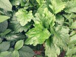 翠绿叶片的多样植物