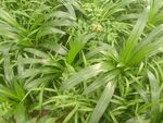 翠绿细长叶片的植物