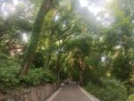 林间幽静步道绿意盎然