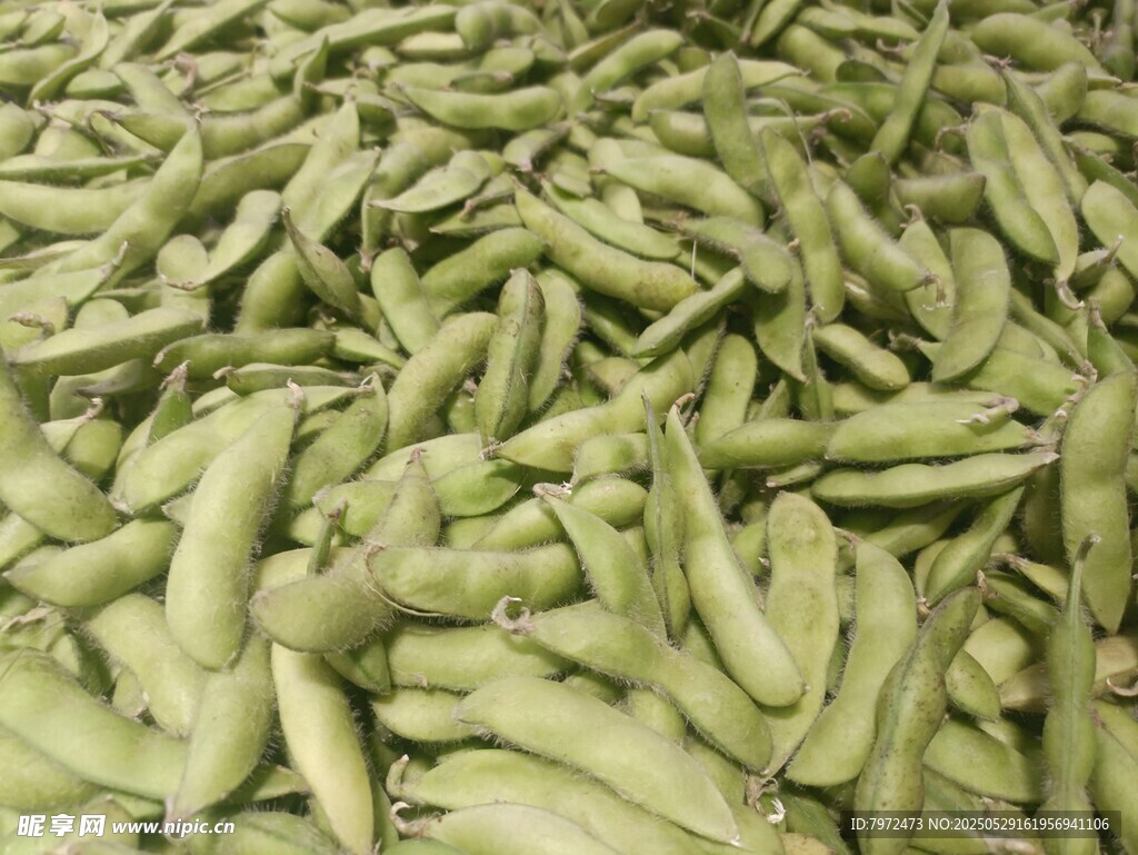 大量饱满的青豆堆在一起