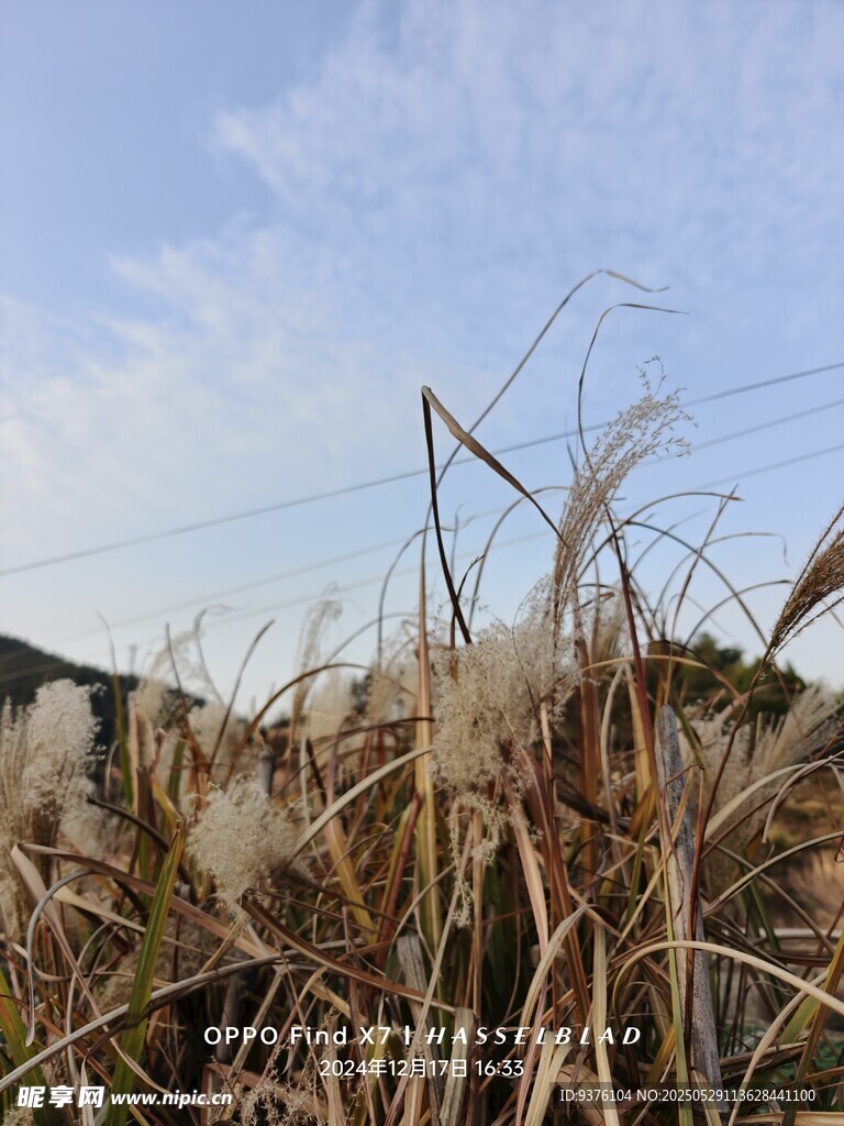 芒草
