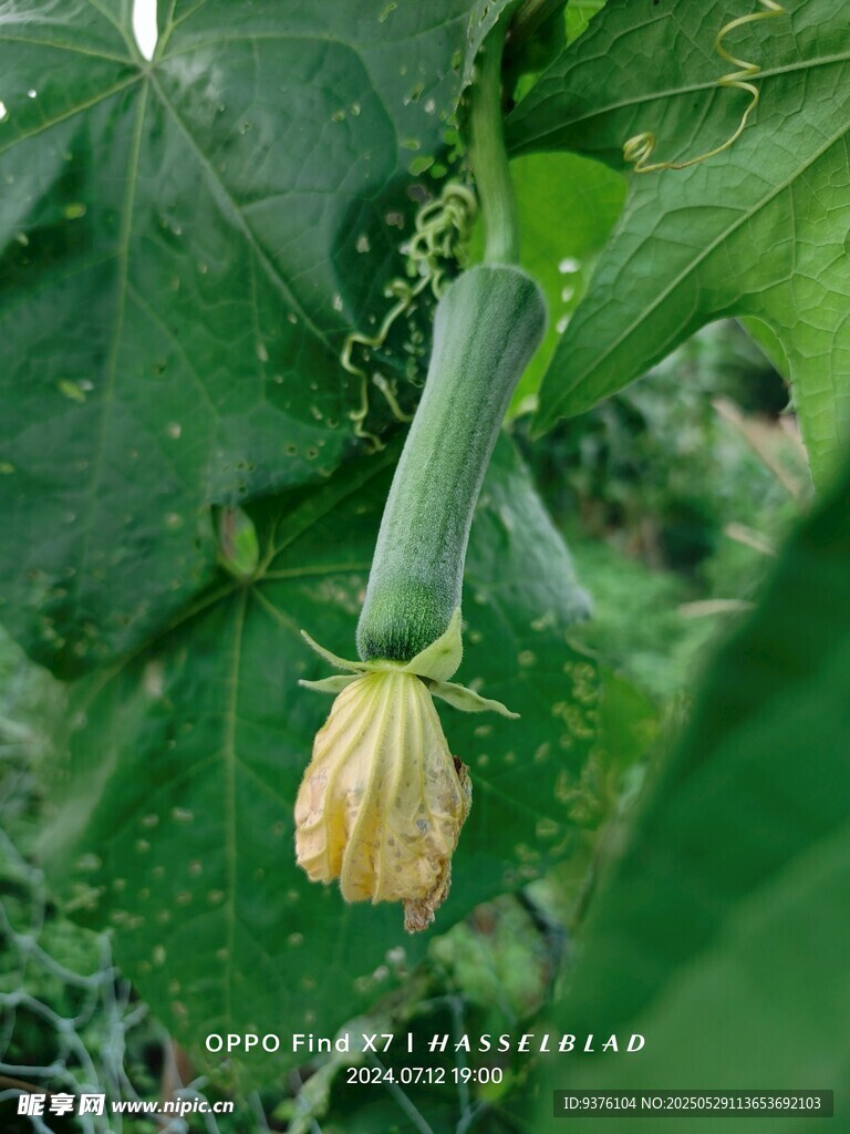 丝瓜