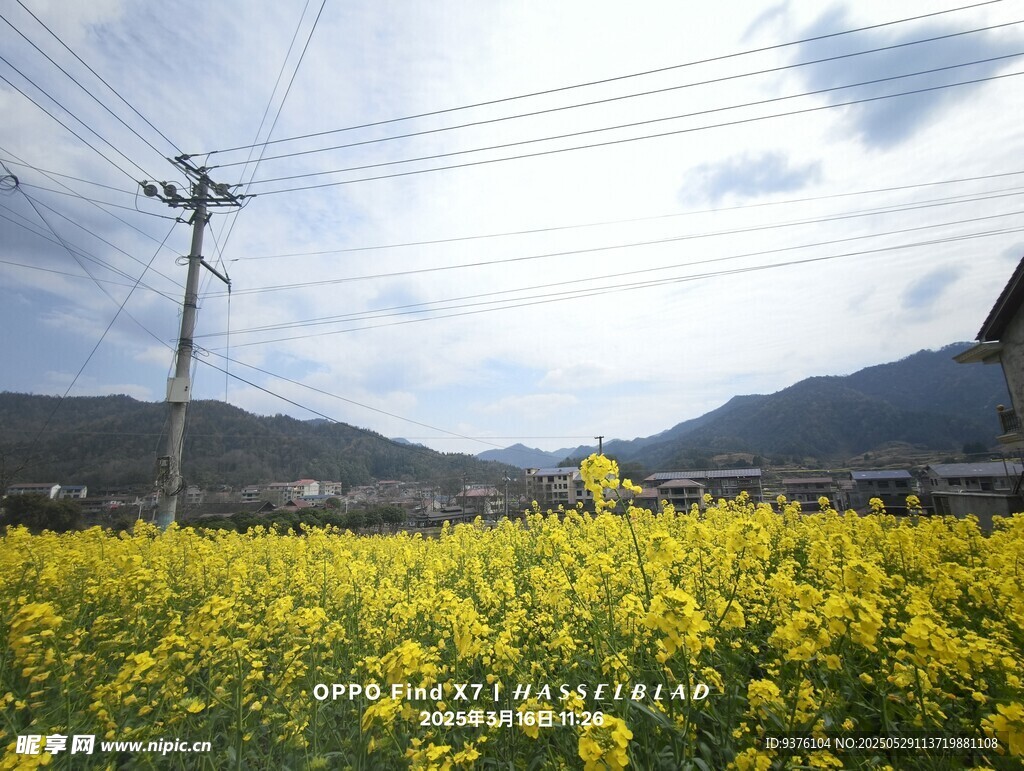 油菜花田