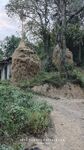稻草树