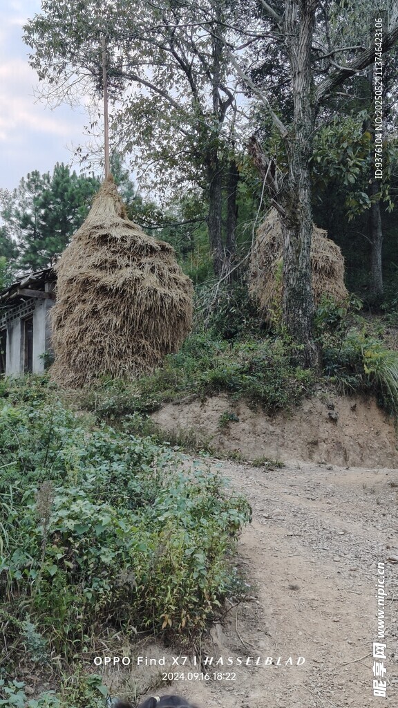 稻草树