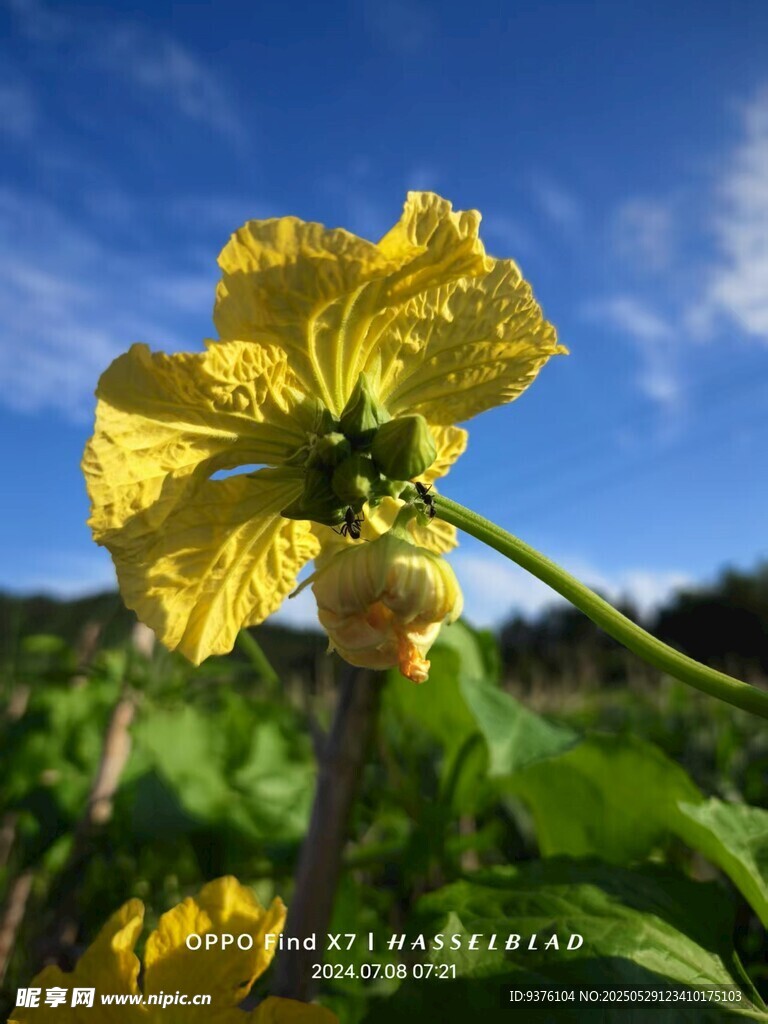 丝瓜花