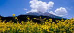 山间黄花与远处雪山美景