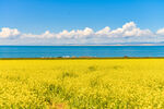 青海湖畔油菜花海美景