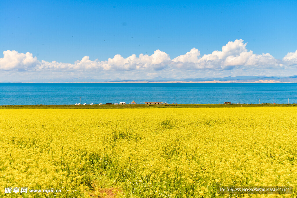 青海湖畔油菜花海美景