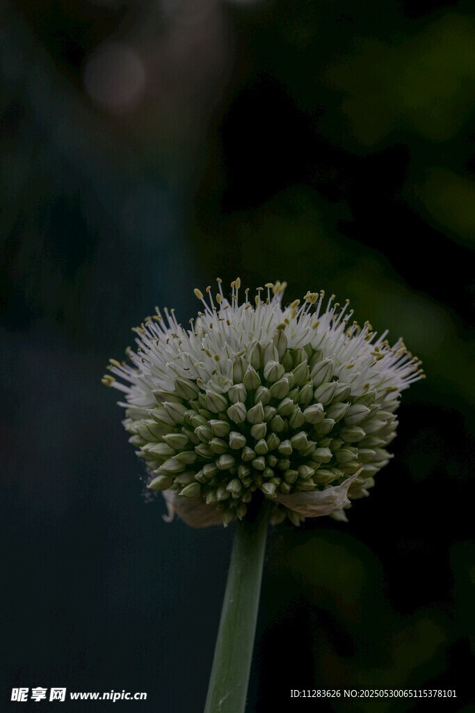 球状白花特写