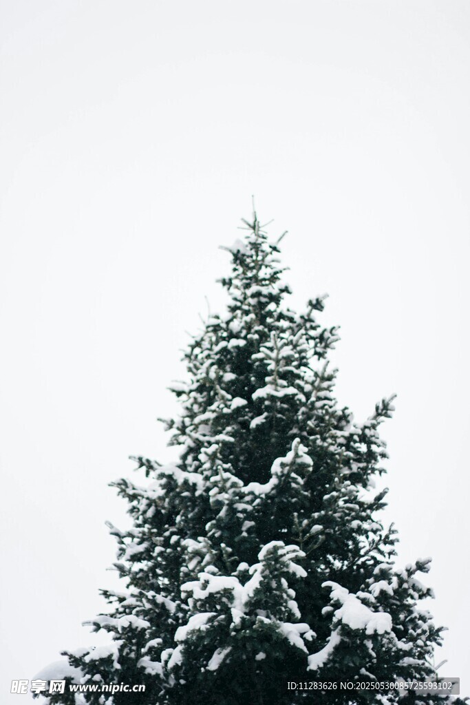 雪覆松树