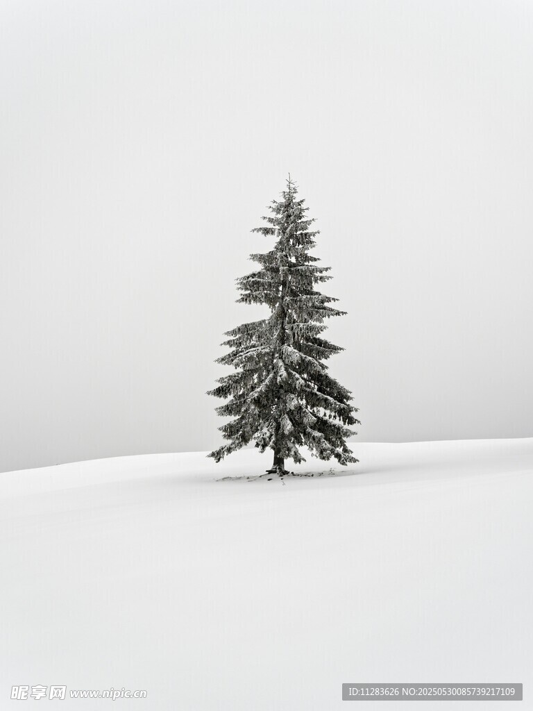 雪地中的孤独圣诞树