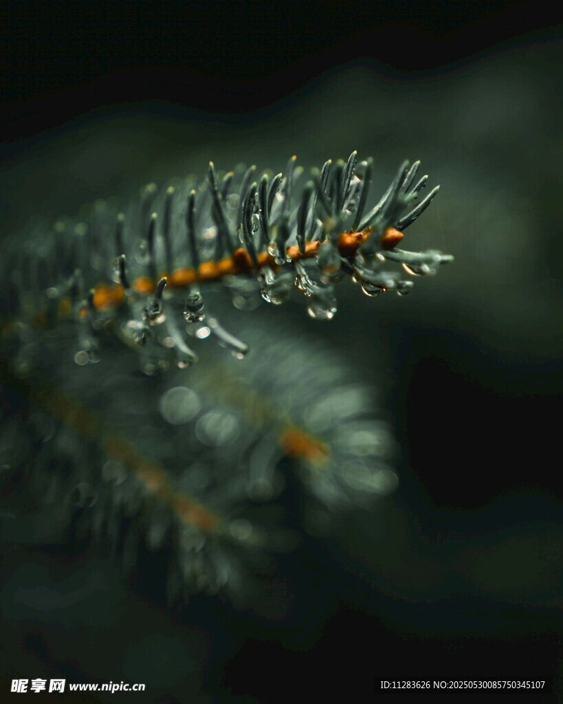 松针上的晶莹水珠