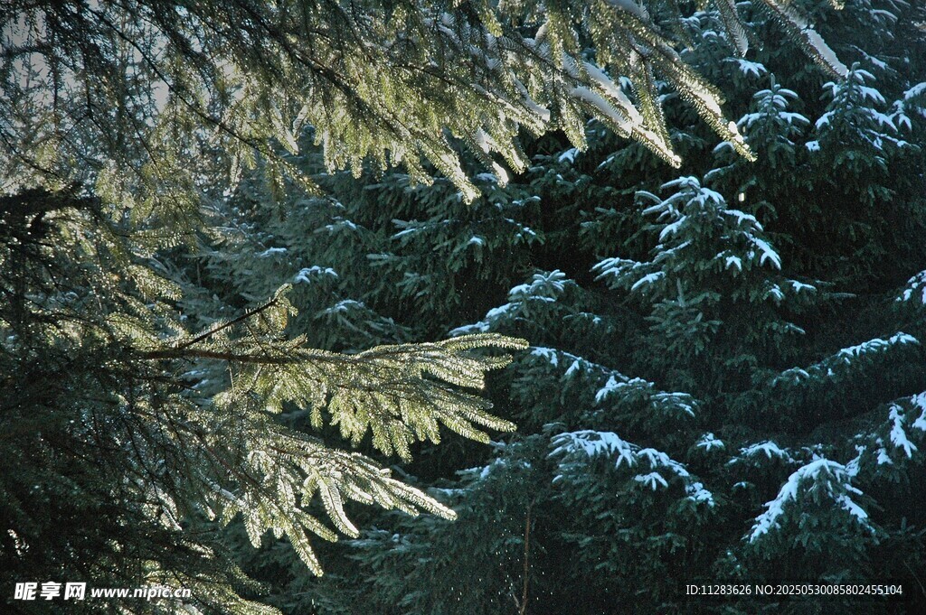 雪覆松枝的冬日森林景象