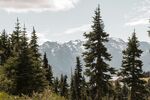 山林间挺拔的松树与远山