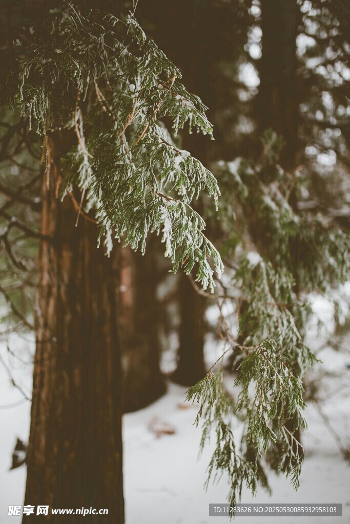雪覆林间松枝