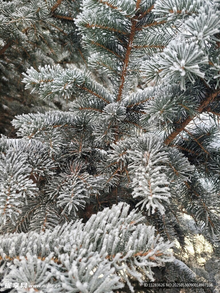覆雪松枝特写