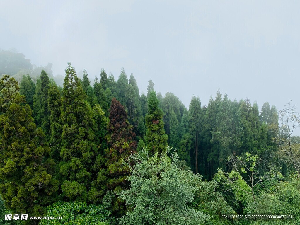 山林葱郁的自然景致