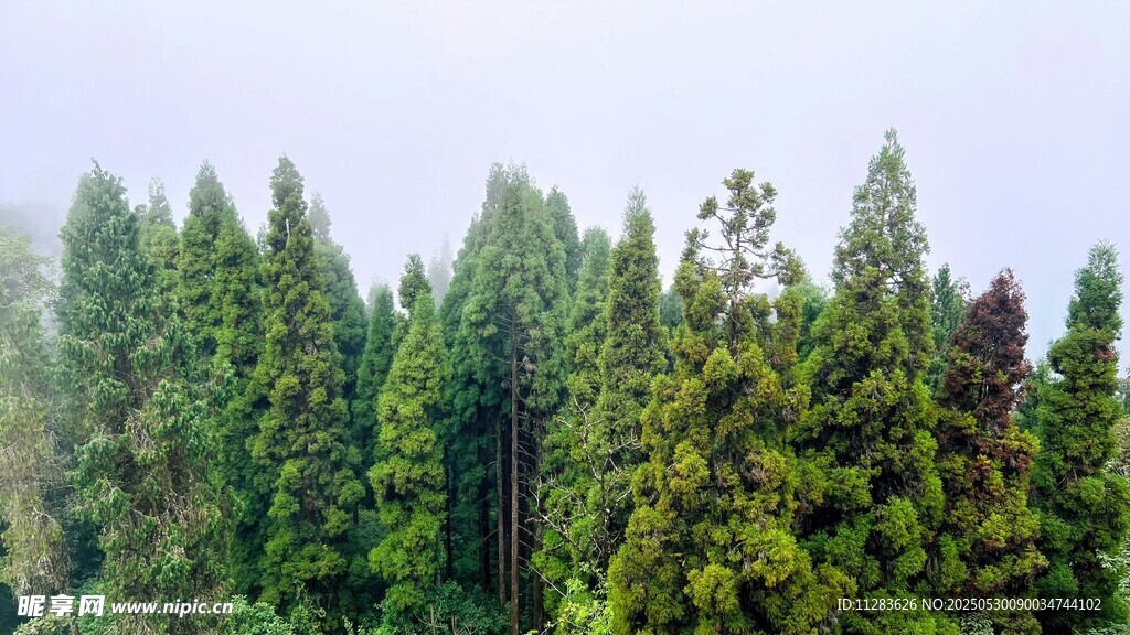 茂密森林绿意盎然