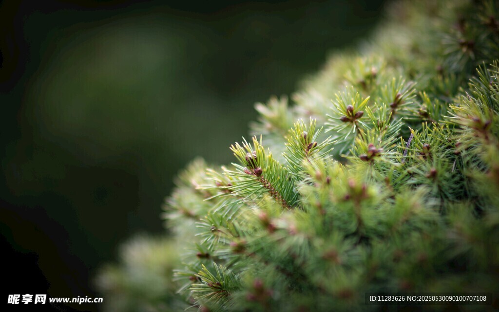微观视角下的绿色植物细节