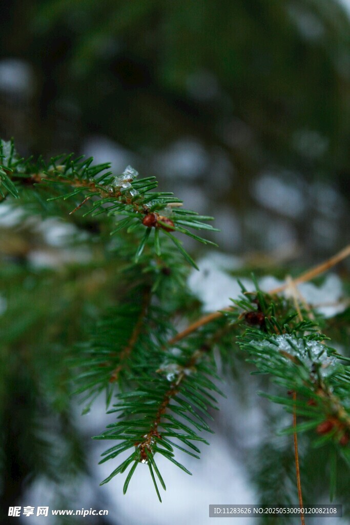 雪覆松枝