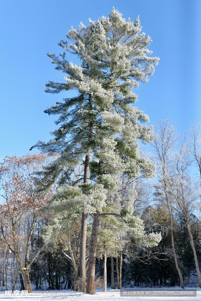 雪覆松树美景