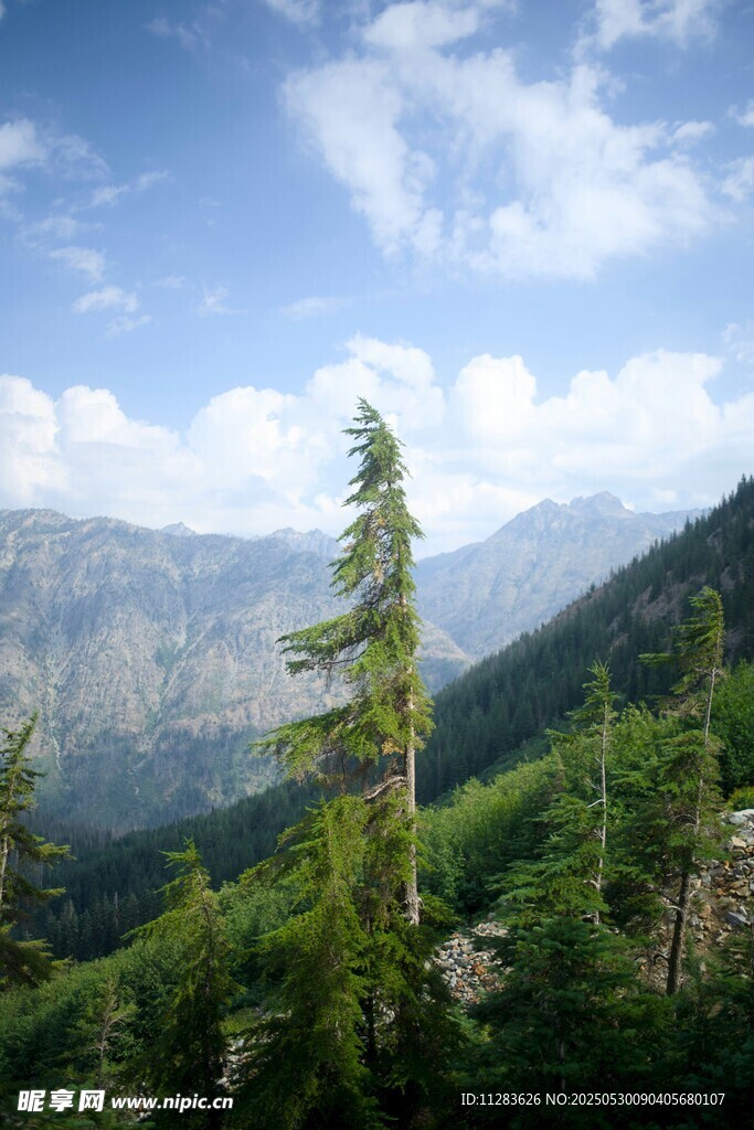 山间挺拔青松与秀丽山景