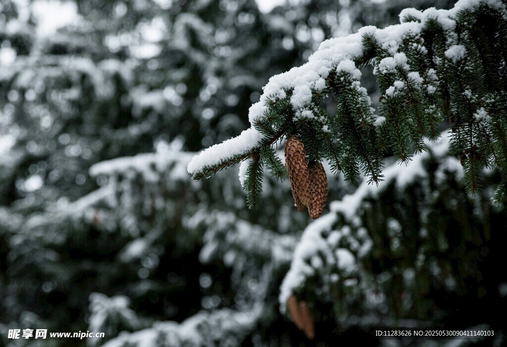 雪覆松枝的冬日景致