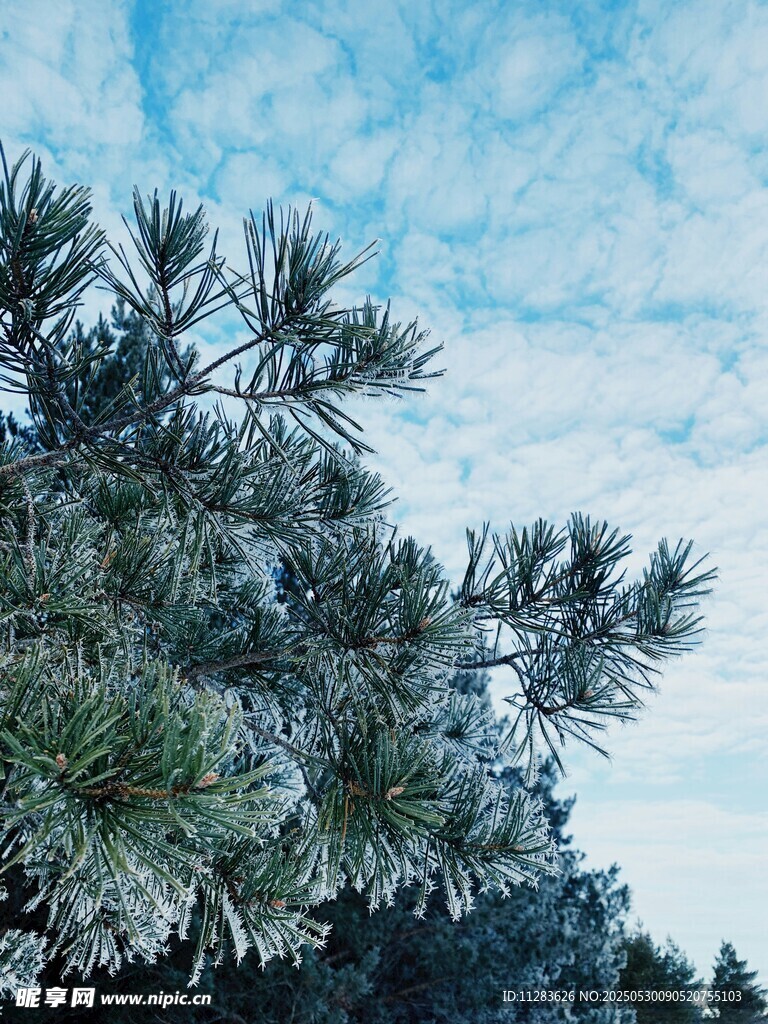 雪覆松枝 冬日清新景致