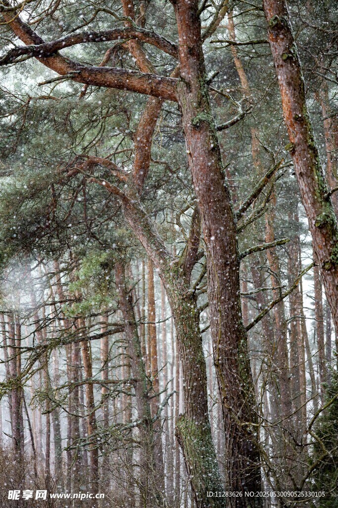 静谧松树林间的自然景致