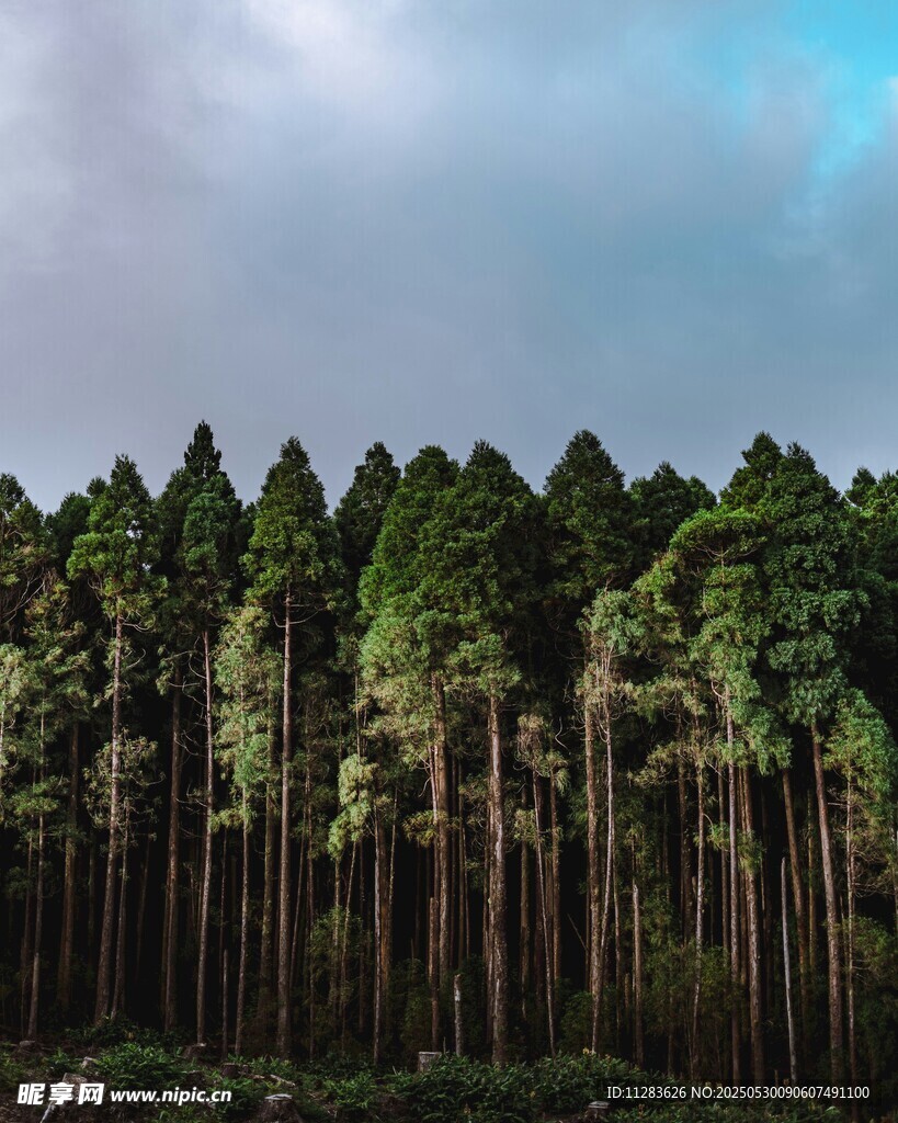 茂密森林景观