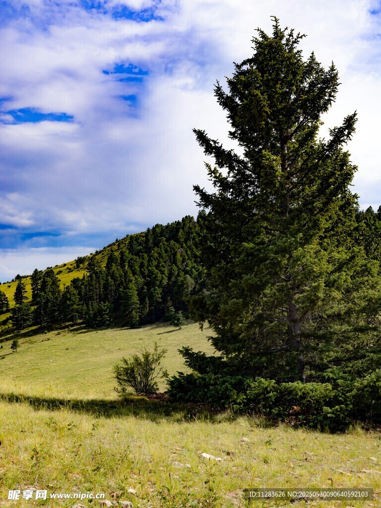 山间挺拔松树与开阔草地