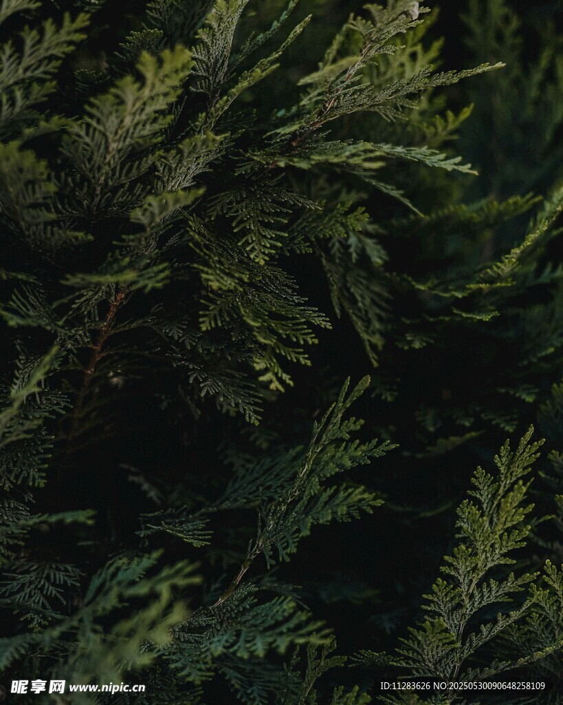翠绿蕨类植物叶片特写