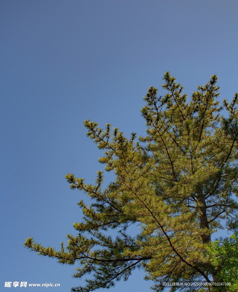 蓝天映衬下的挺拔松树
