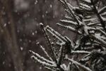 雪中松枝覆霜特写