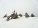雪覆松林美景